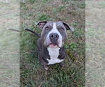 Small #2 American Staffordshire Terrier