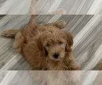 Image preview for Ad Listing. Nickname: Litter of 8