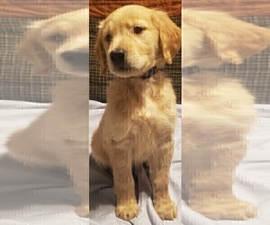 Golden Retriever Puppy for sale in LAS VEGAS, NV, USA