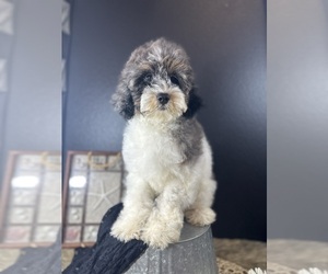 Miniature Bernedoodle Puppy for sale in HERNANDO, FL, USA