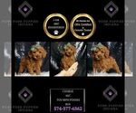 Puppy Charlie AKC Poodle (Miniature)