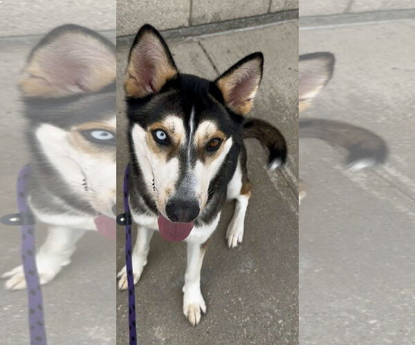 Medium Photo #7 Mutt Puppy For Sale in Rowlett, TX, USA