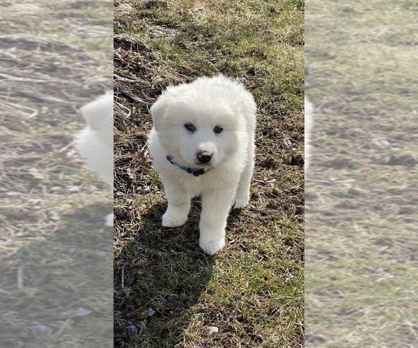 Medium Photo #3 Great Pyrenees Puppy For Sale in CANOGA, NY, USA