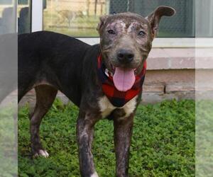 American Staffordshire Terrier-Unknown Mix Dogs for adoption in San Antonio, TX, USA