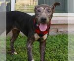 Small American Staffordshire Terrier Mix