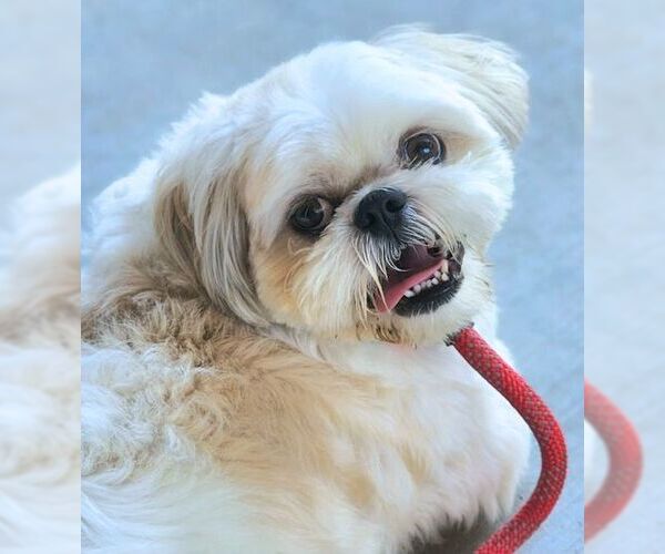 Medium Photo #7 Shih Tzu Puppy For Sale in Tustin, CA, USA