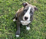 Puppy Puppy 6 American Bully