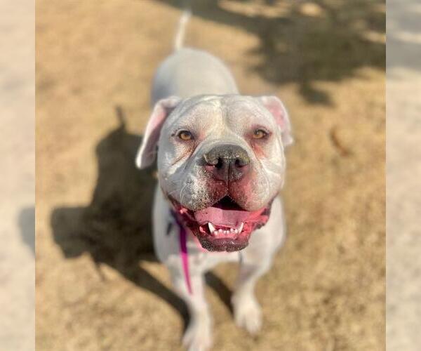 Medium Photo #1 American Bulldog Puppy For Sale in Aurora, CO, USA