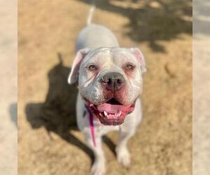 American Bulldog Dogs for adoption in Aurora, CO, USA