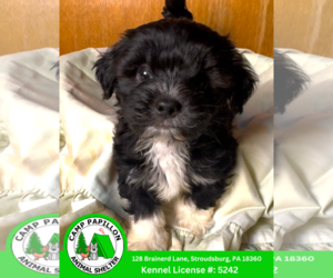 Mal-Shi Dogs for adoption in Stroudsburg, PA, USA