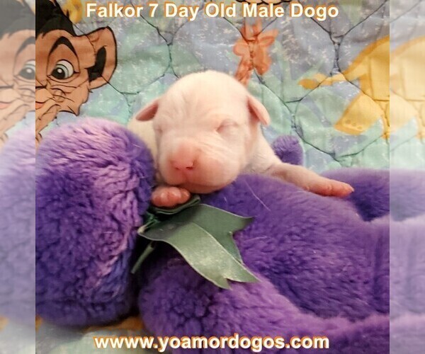 Medium Photo #18 Dogo Argentino Puppy For Sale in JANE, MO, USA