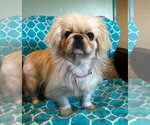 Small Pekingese