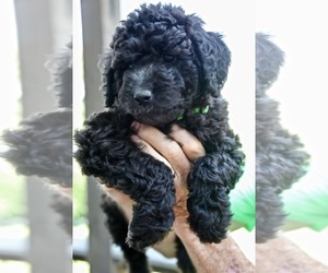 Goldendoodle Puppy for Sale in CHAMPION, North Carolina USA