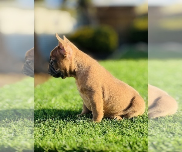 Medium Photo #26 French Bulldog Puppy For Sale in CHARLESTON, SC, USA