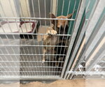 SUNNY - Female German Shepherd Dog-Unknown Mix Dog for Adoption - Small photo