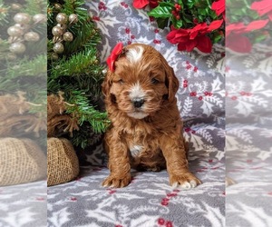 Cavapoo Puppy for sale in NEW PROVIDENCE, PA, USA