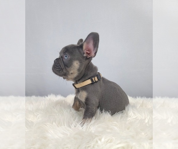 Medium Photo #12 French Bulldog Puppy For Sale in PORT READING, NJ, USA