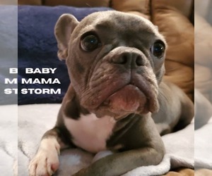 Mother of the Faux Frenchbo Bulldog puppies born on 12/28/2019