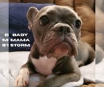 Small Photo #1 Faux Frenchbo Bulldog Puppy For Sale in KIMBERLIN HEIGHTS, TN, USA