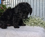 Small Photo #33 Poodle (Toy) Puppy For Sale in GOSHEN, IN, USA