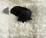 Small Photo #51 Aussie-Poo-Bernedoodle Mix Puppy For Sale in LEXINGTON, SC, USA