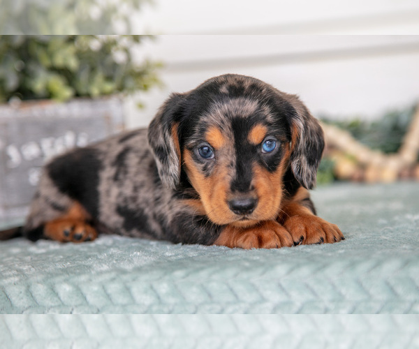 Medium Photo #3 Dachshund Puppy For Sale in BREMEN, IN, USA