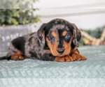 Small #2 Dachshund
