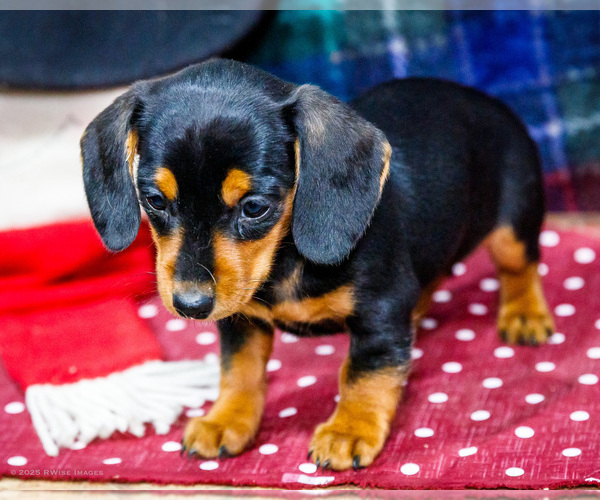 Medium Photo #3 Dachshund Puppy For Sale in WAKARUSA, IN, USA