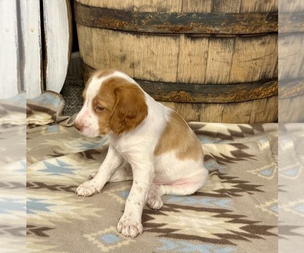 Medium Photo #8 Brittany Puppy For Sale in ORRUM, NC, USA
