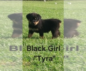 Rottweiler Puppy for sale in DANVILLE, IL, USA