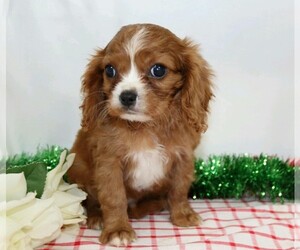 Cavalier King Charles Spaniel Puppy for sale in FREDERICKSBG, OH, USA