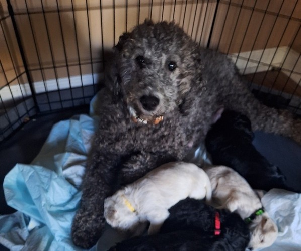 Medium Photo #34 Goldendoodle Puppy For Sale in LOUISA, VA, USA
