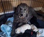 Small Photo #34 Goldendoodle Puppy For Sale in LOUISA, VA, USA