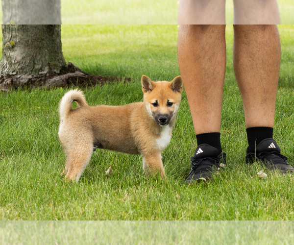 Medium Photo #3 Shiba Inu Puppy For Sale in MILLERSBURG, IN, USA