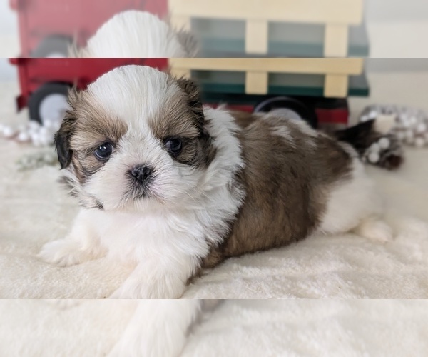Medium Photo #59 Shih Tzu Puppy For Sale in GOSHEN, IN, USA