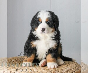 Medium Bernese Mountain Dog