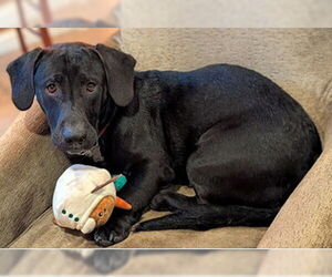 Medium Basset Hound Mix