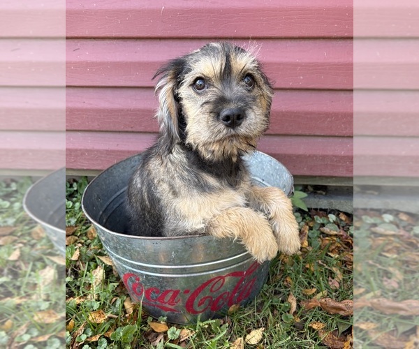 Medium Photo #3 Schnoodle (Miniature) Puppy For Sale in MIDDLEBURY, IN, USA