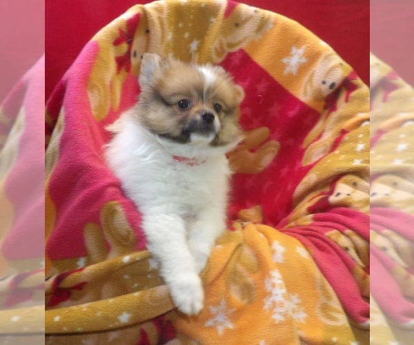 Medium Photo #2 Pomeranian Puppy For Sale in PATERSON, NJ, USA