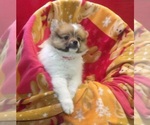 Small #1 Pomeranian