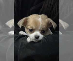 Chihuahua Puppy for sale in SALEM, OR, USA