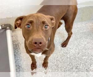 Labrador Retriever-Unknown Mix Dogs for adoption in Houston, TX, USA