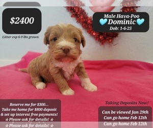 Poovanese Puppy for sale in TUCSON, AZ, USA