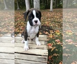 Small Photo #3 Boxer Puppy For Sale in GOSHEN, IN, USA