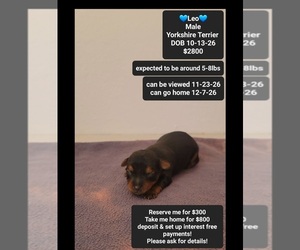 Yorkshire Terrier Puppy for sale in TUCSON, AZ, USA
