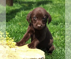 Labrador Retriever Puppy for sale in EPHRATA, PA, USA