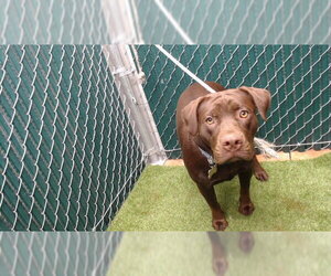 Labrador Retriever-Unknown Mix Dogs for adoption in Downey, CA, USA