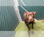 Small Labrador Retriever Mix
