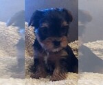 Small Photo #4 Yorkshire Terrier Puppy For Sale in SILVER CREEK, GA, USA