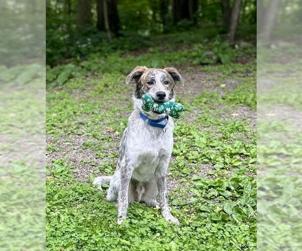 Medium Photo #8 Australian Shepherd-Unknown Mix Puppy For Sale in Brewster, NY, USA